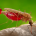 Human Malaria Mosquito