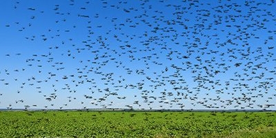 Swarm of insects in blue sky